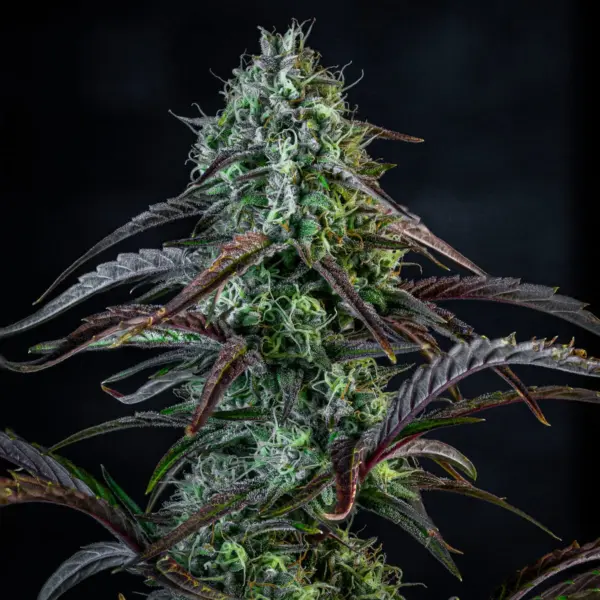 Iced 'n' Baked Cannabis Seeds by Mephisto Genetics