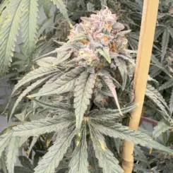 Jelly Rollz Cannabis Seeds by Mosca Seeds