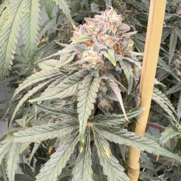 Jelly Rollz Cannabis Seeds by Mosca Seeds