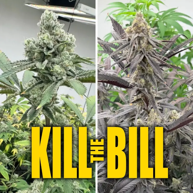Kill The Bill - Keep Seeds Legal with Dirty Bird Genetics