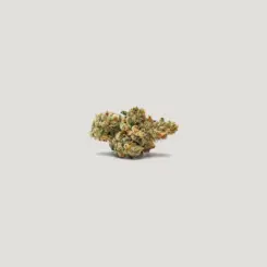 Key Lime Tart Cannabis Seeds by Purple City Genetics