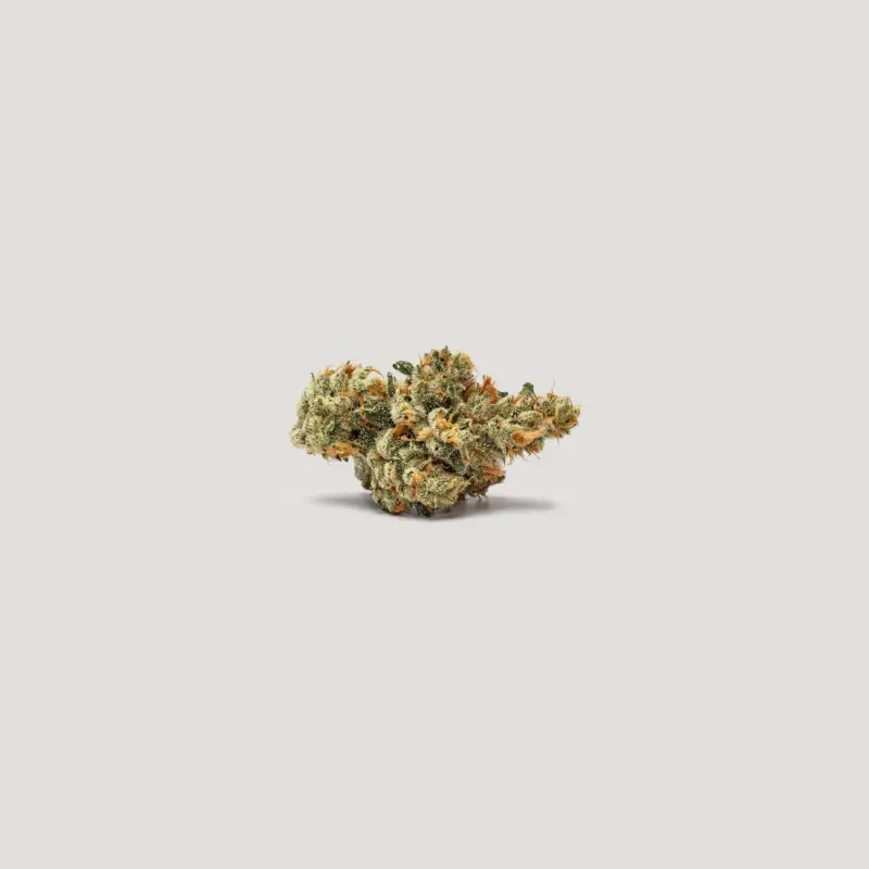 Key Lime Tart Cannabis Seeds by Purple City Genetics