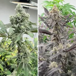 Kill the Bill Cannabis Seeds by Dirty Bird Genetics