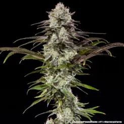 London Pound Cake F1 Cannabis Seeds by Barney's Farm
