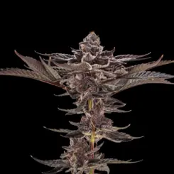 Lulu Venom Cannabis Seeds by Offensive Selections