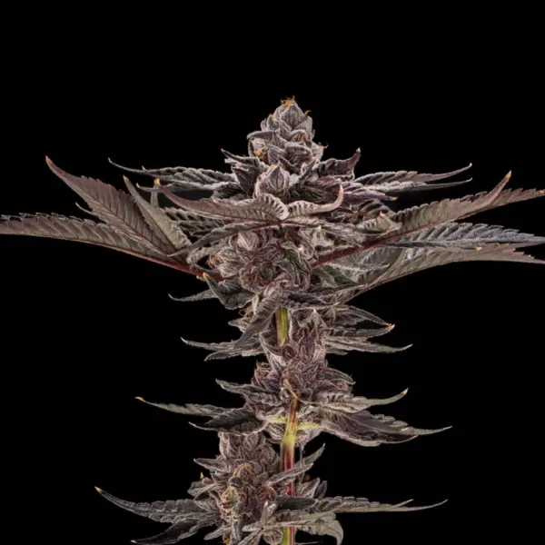 Lulu Venom Cannabis Seeds by Offensive Selections