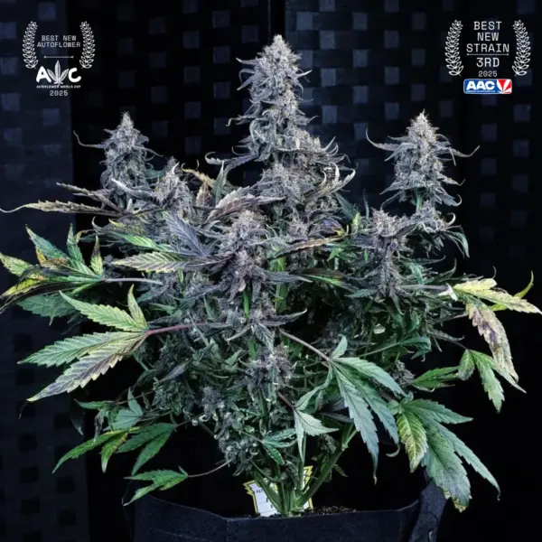 Mango Runtz Cannabis Seeds by Mephisto Genetics