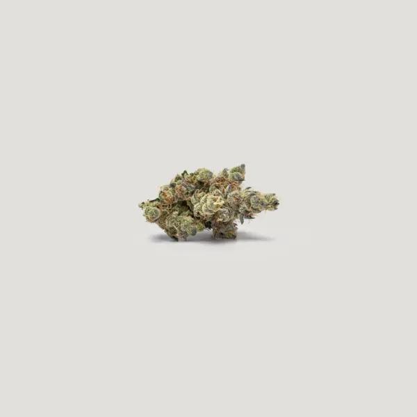 Marrakesh Cannabis Seeds by Purple City Genetics