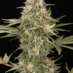 Master Kush Cannabis Seeds by Barney's Farm