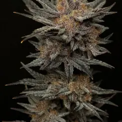 Mephisto's Grape Crush Cannabis Seeds by Mephisto Genetics
