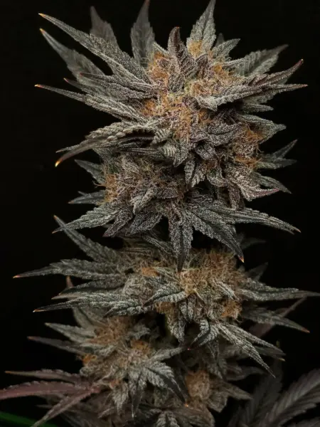 Mephisto's Grape Crush Cannabis Seeds by Mephisto Genetics