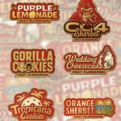 Mix Pack FAST Cannabis Seeds by Fastbuds