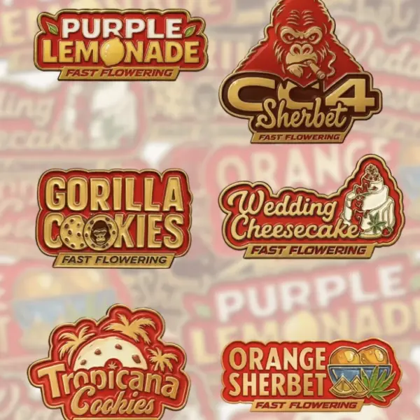 Mix Pack FAST Cannabis Seeds by Fastbuds