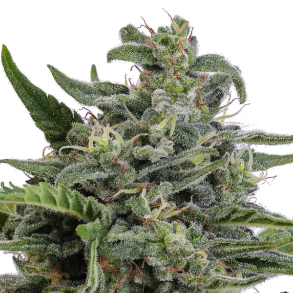 Morrocan Skunk Cannabis Seeds by Purple Caper Seeds
