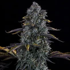 Northern Cheese Auto Cannabis Seeds by Mephisto Genetics