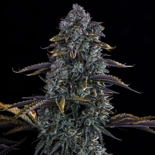 Northern Cheese Auto Cannabis Seeds by Mephisto Genetics