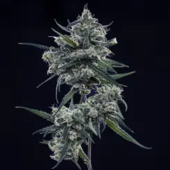 Old School Blues Cannabis Seeds by Mephisto Genetics