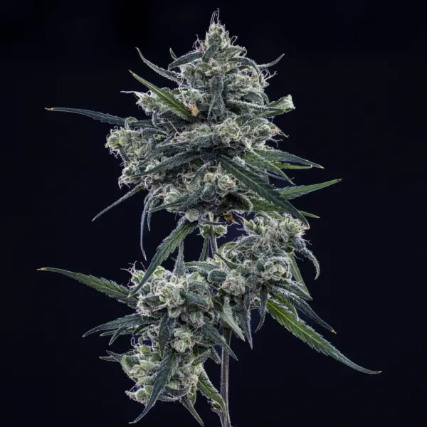 Old School Blues Cannabis Seeds by Mephisto Genetics