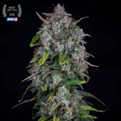Old School Mango Haze Cannabis Seeds by Mephisto Genetics