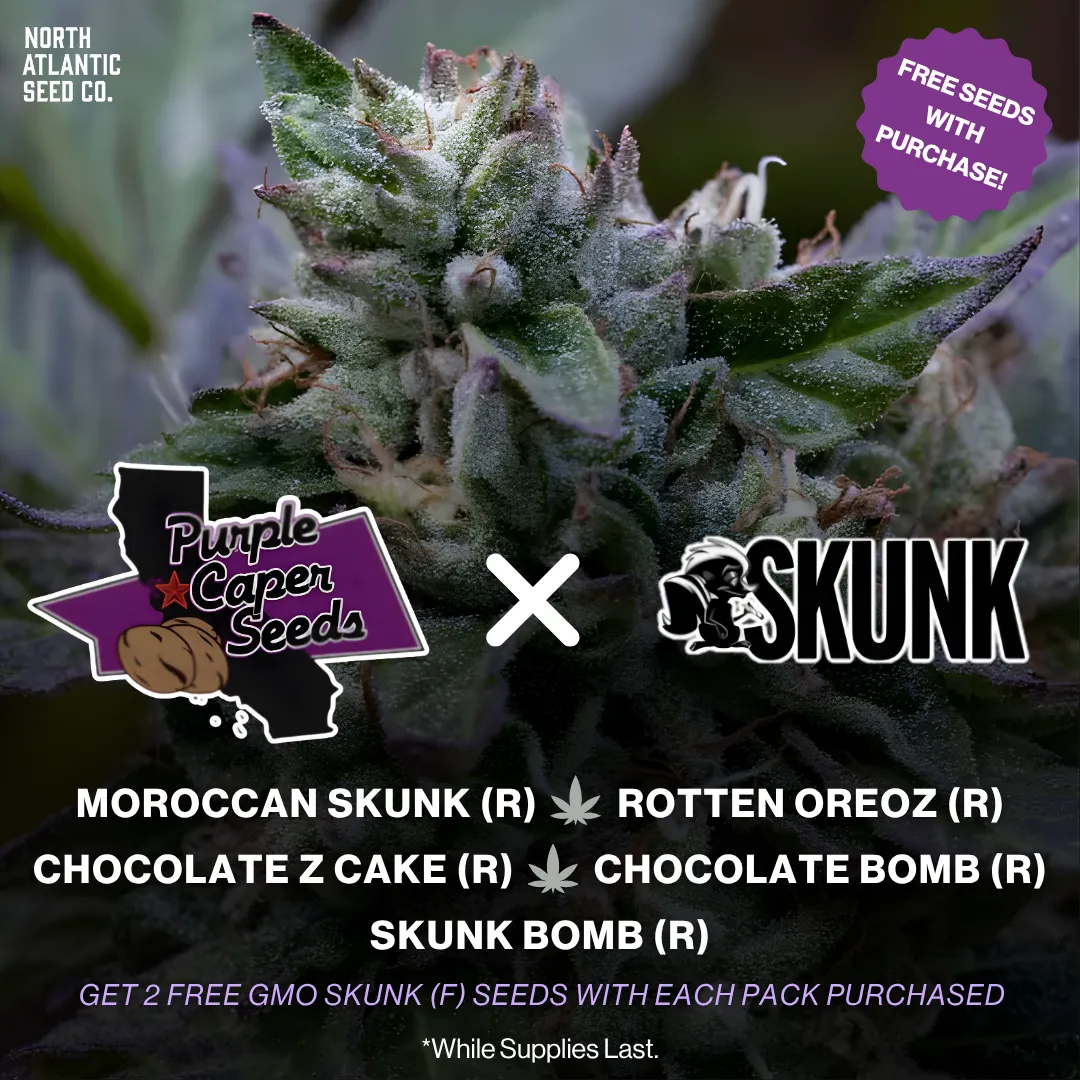 Purple Caper Seeds Skunk Magazine Collab