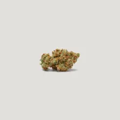 Papaya Plum Auto Cannabis Seeds by Purple City Genetics