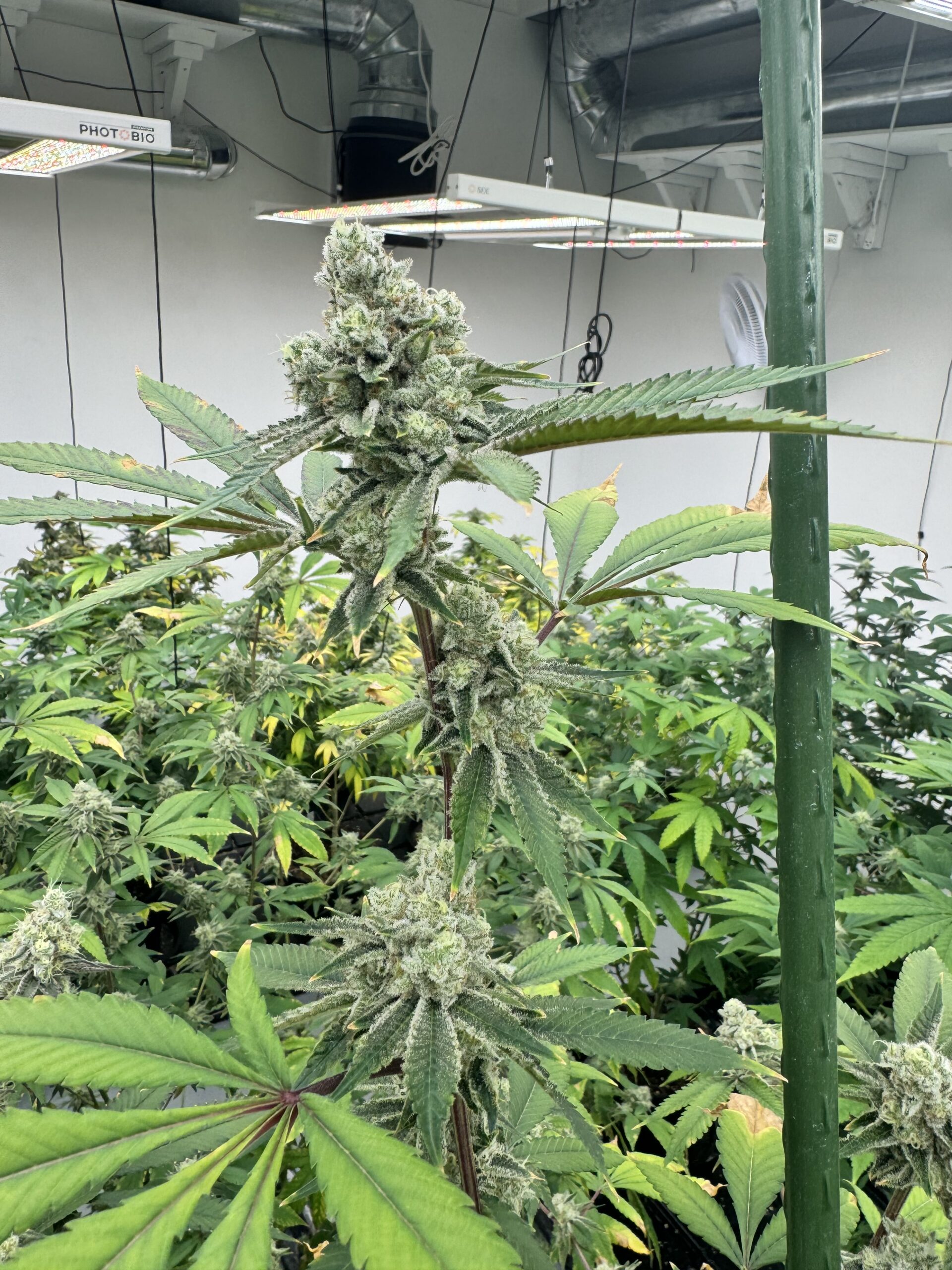 Platinum Mimosa Cannabis Seeds by Dirty Bird Genetics