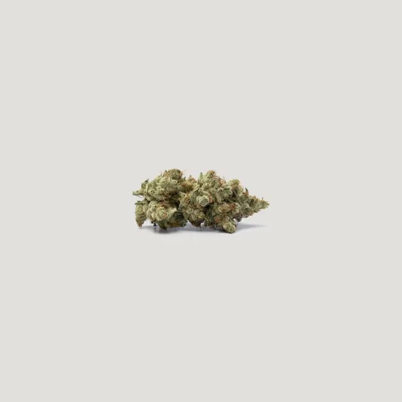 Pomegranate Lime Auto Cannabis Seeds by Purple City Genetics