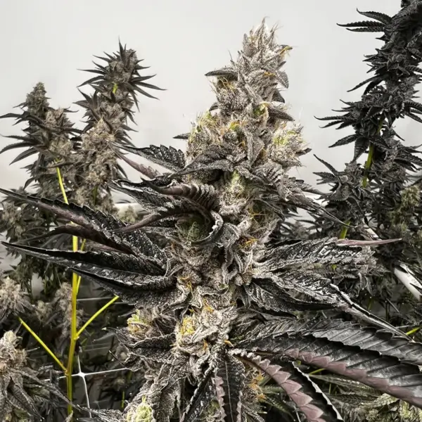 Purple Pineapple Cannabis Seeds by Exotic Genetix