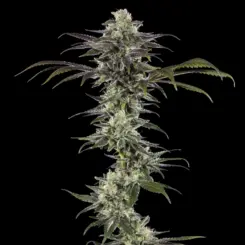 RS11 F1 Cannabis Seeds by Barney's Farm
