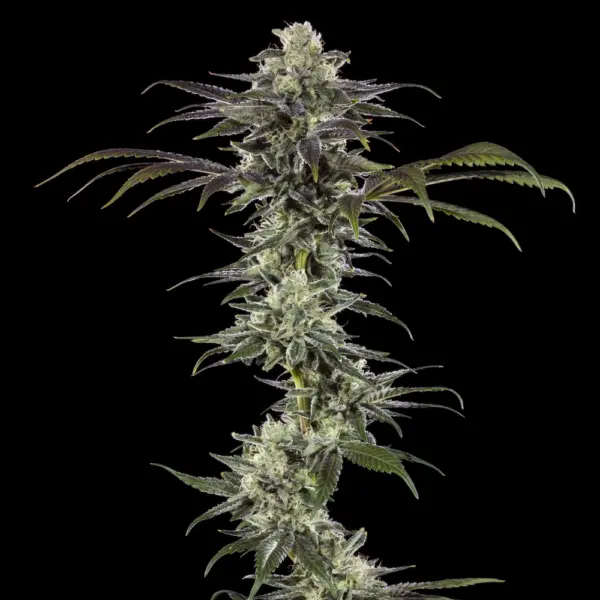 RS11 F1 Cannabis Seeds by Barney's Farm