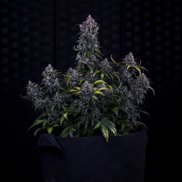 Ravenberry Auto Cannabis Seeds by Mephisto Genetics