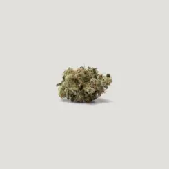 Red Light Cannabis Seeds by Purple City Genetics