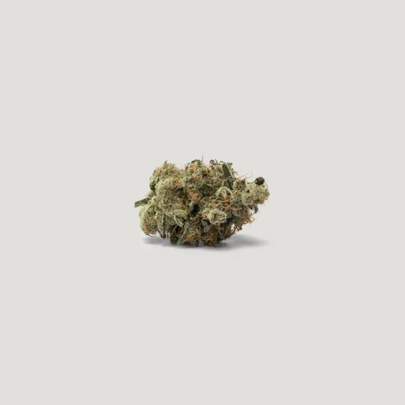 Red Light Cannabis Seeds by Purple City Genetics