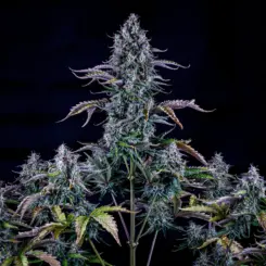 Ripley's OG Cannabis Seeds by Mephisto Genetics