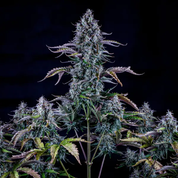 Ripley's OG Cannabis Seeds by Mephisto Genetics