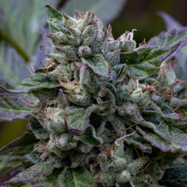 Rotten Oreoz Cannabis Seeds by Purple Caper Seeds