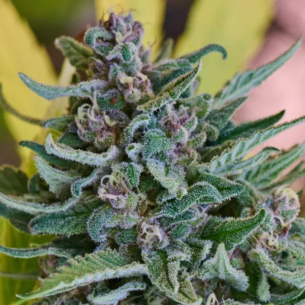 Skunk Bomb Cannabis Seeds by Purple Caper Seeds