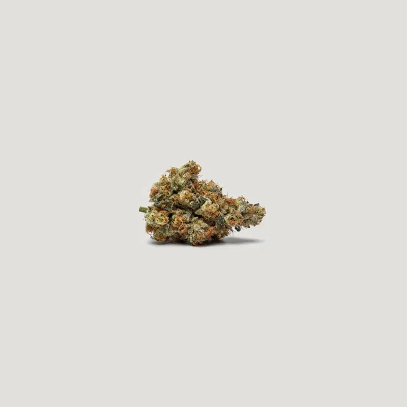 Spidey Sauce Cannabis Seeds by Purple City Genetics