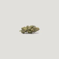Stellar OG Cannabis Seeds by Purple City Genetics