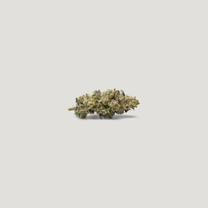 Stellar OG Cannabis Seeds by Purple City Genetics