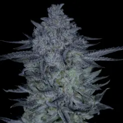 Sticky Blueberries Cannabis Seeds by Sin City Seeds