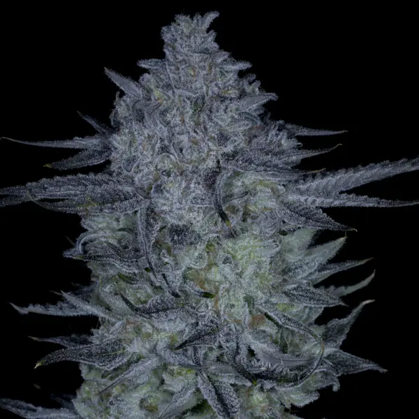 Sticky Blueberries Cannabis Seeds by Sin City Seeds