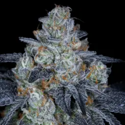 Sticky Candy Cannabis Seeds by Sin City Seeds