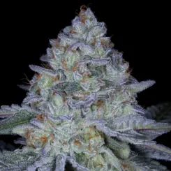 Sticky Kushmints Cannabis Seeds by Sin City Seeds