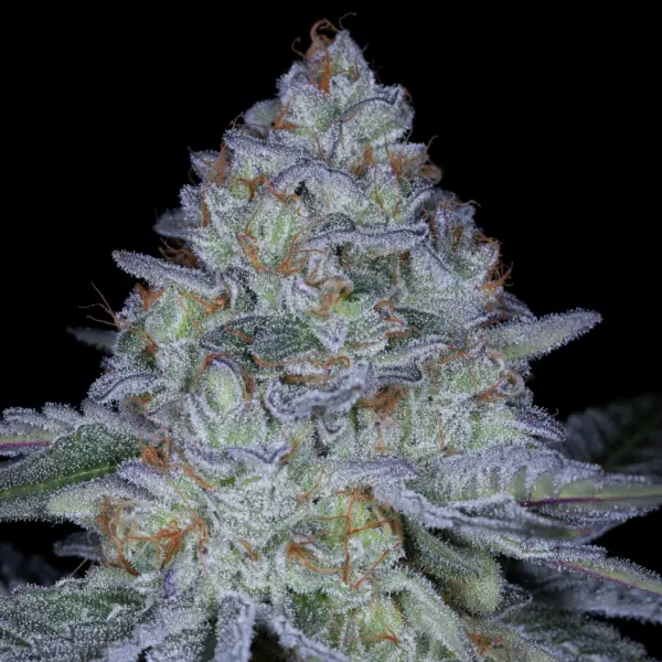 Sticky Kushmints Cannabis Seeds by Sin City Seeds