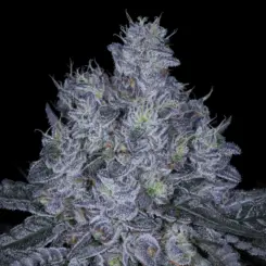 Sticky SinMint Cannabis Seeds by Sin City Seeds