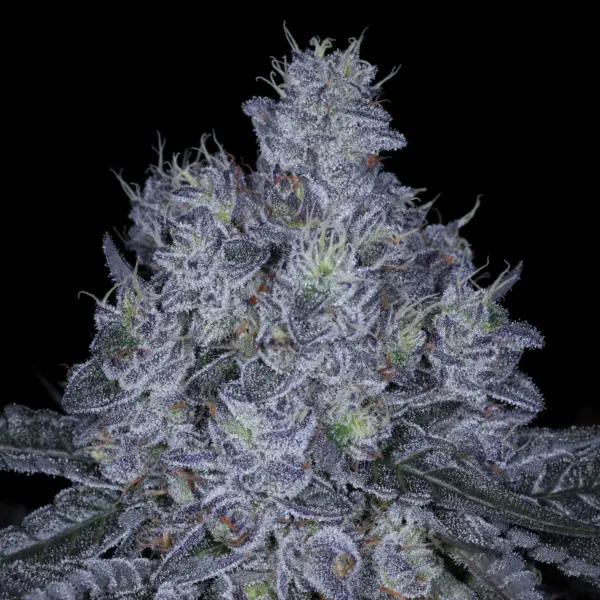 Sticky SinMint Cannabis Seeds by Sin City Seeds