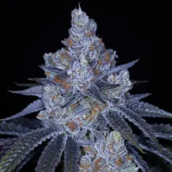 Sticky Strawberries Cannabis Seeds by Sin City Seeds