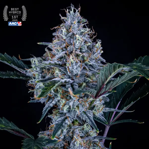 Sundae Thumper Cannabis Seeds by Mephisto Genetics