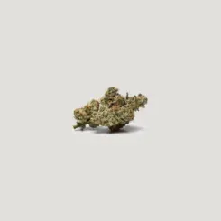 Sweetish Fish Cannabis Seeds by Purple City Genetics
